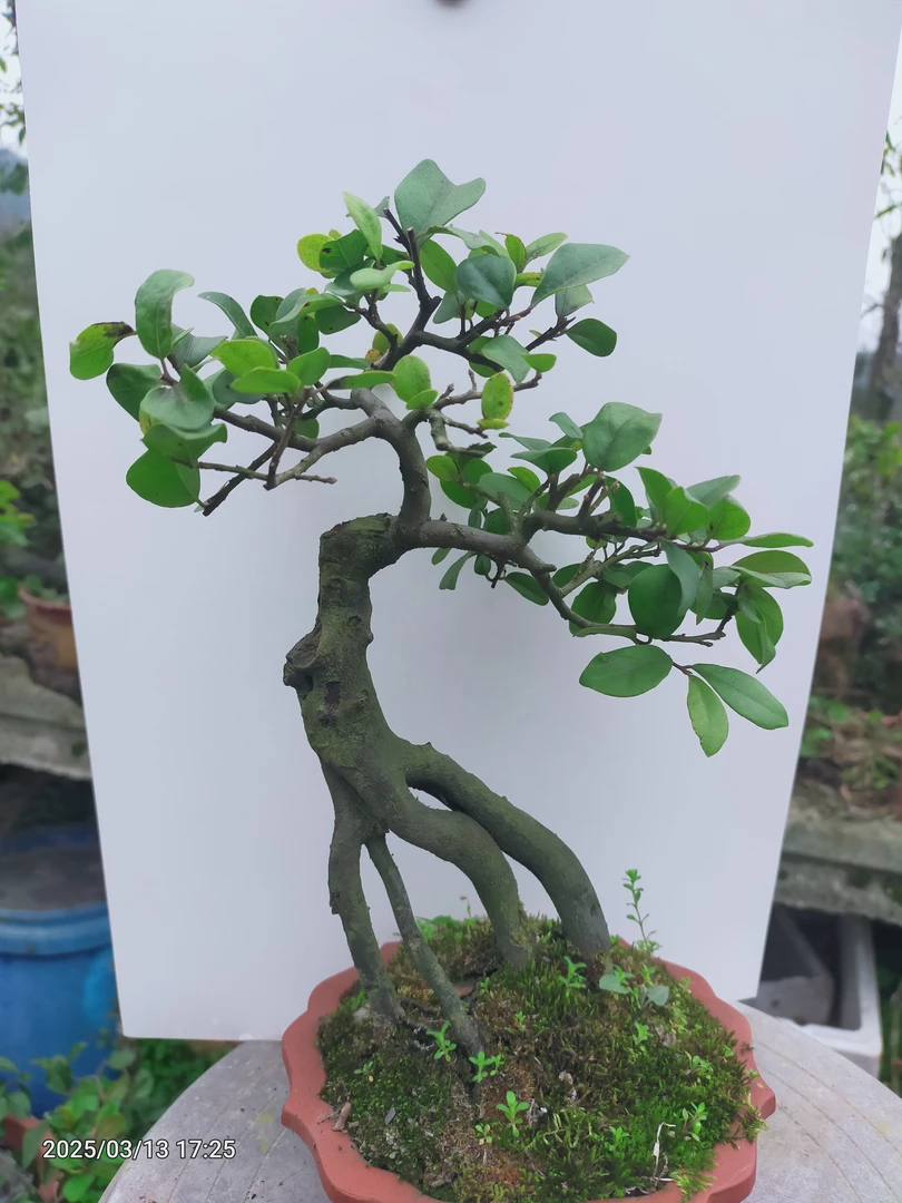 金弹子老桩盆景鲜活可室内养护禅意植物