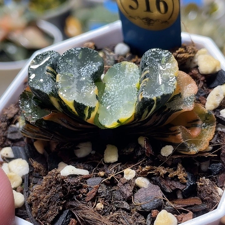 516写乐兄弟锦特选福利