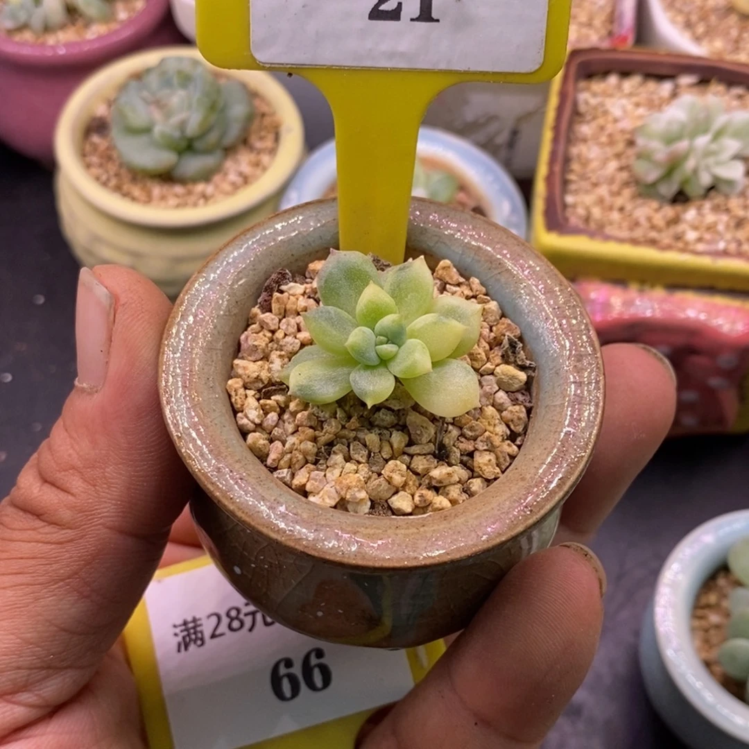 121白恋富轮锦单头……