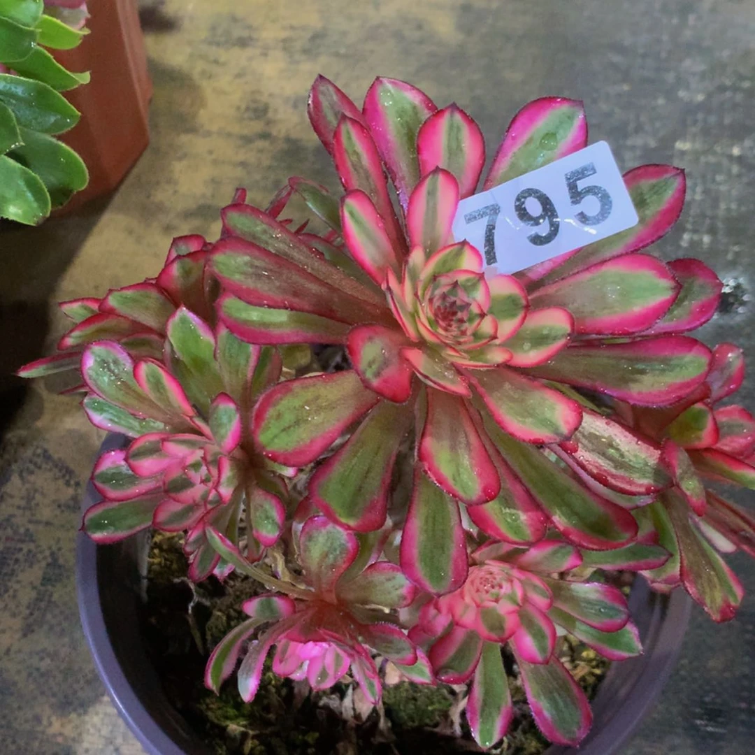 【闪购商品】795白月光多肉