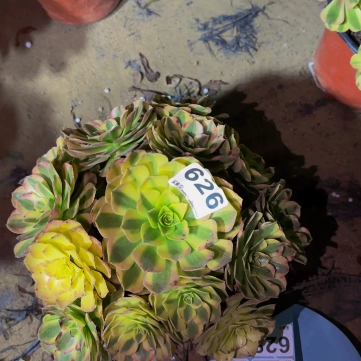 626雨荷多肉植物不售后