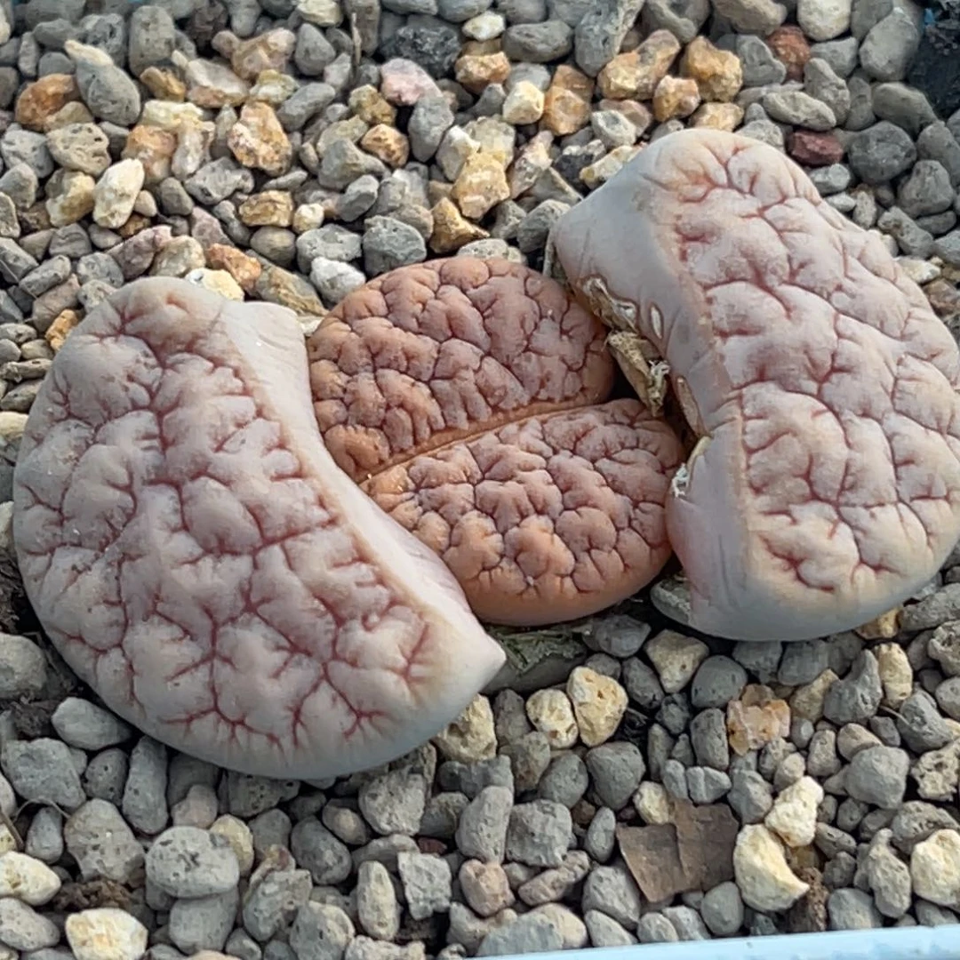 7356粉皮凹凸铁189一颗