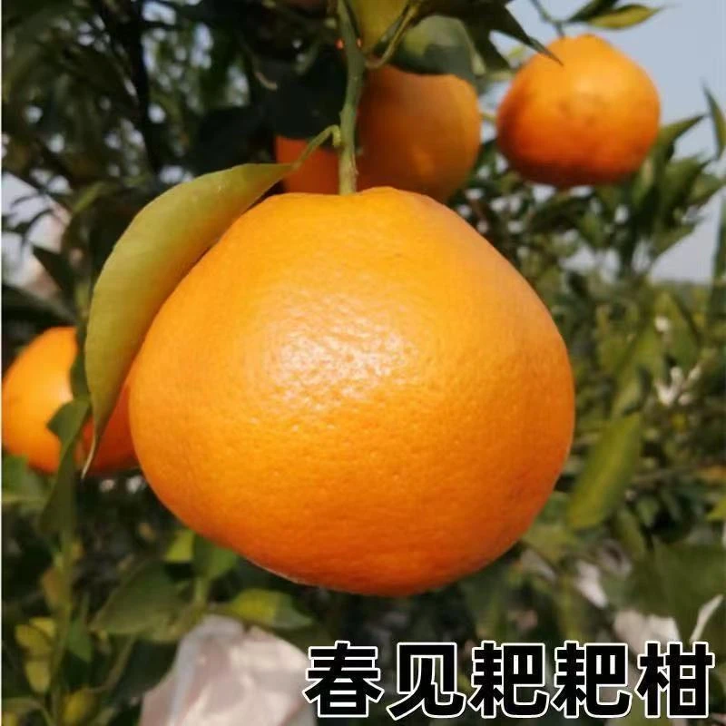 嫁接橘子树果苗耙耙柑树苗南北方庭院种植盆栽地栽当年结果橘树苗