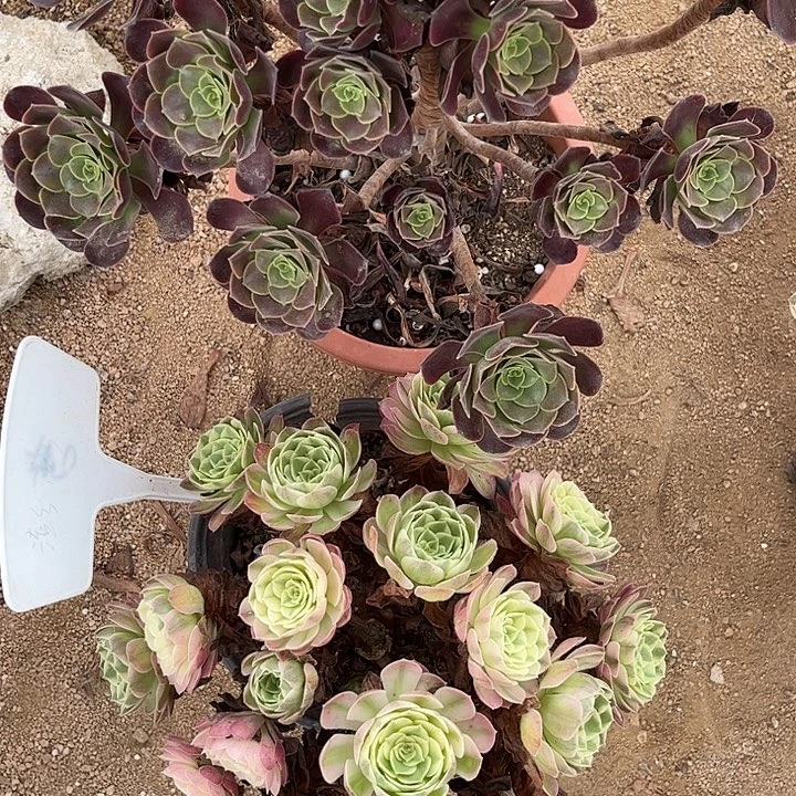天***梦多肉植物寄养发货锦……