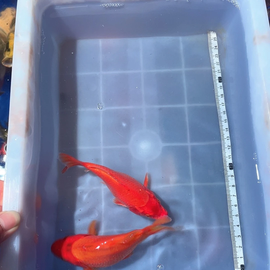 蝴蝶鲤渔场直发67