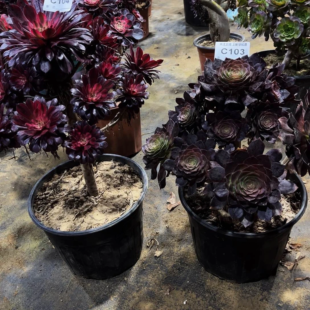 悠****果多肉103104黑寡妇黑天鹅