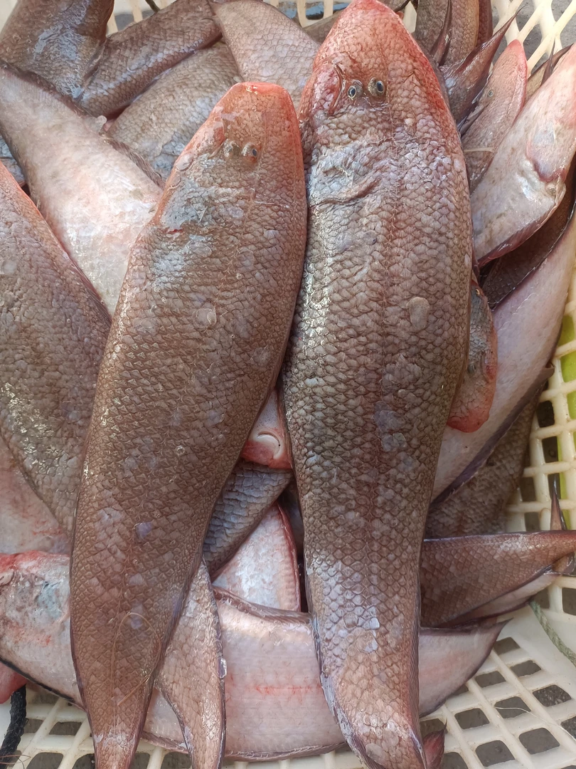 本港小船活冻龙利鱼  现称现拍  发顺丰快递