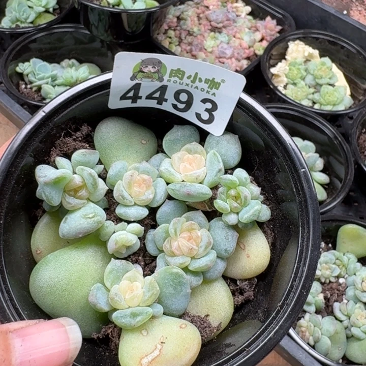 多肉植物多肉植物