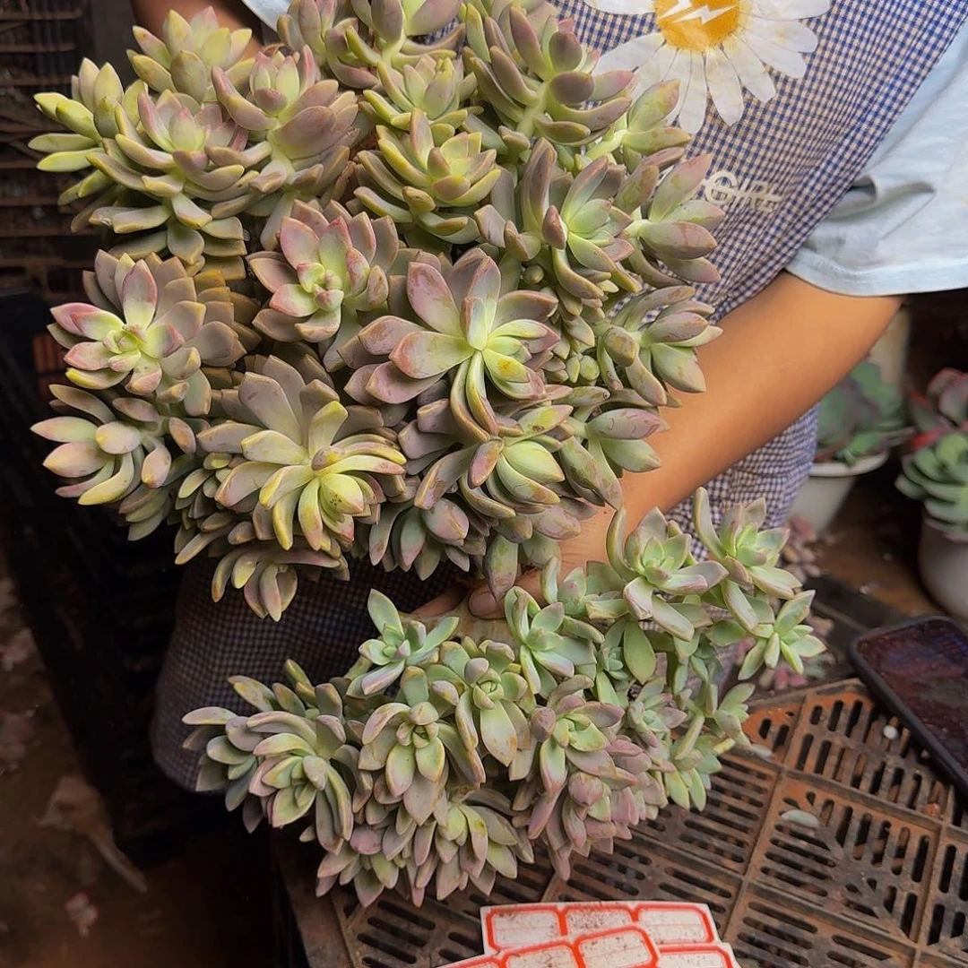 留***)淡雪板子朵朵坠 两个 不包损12号