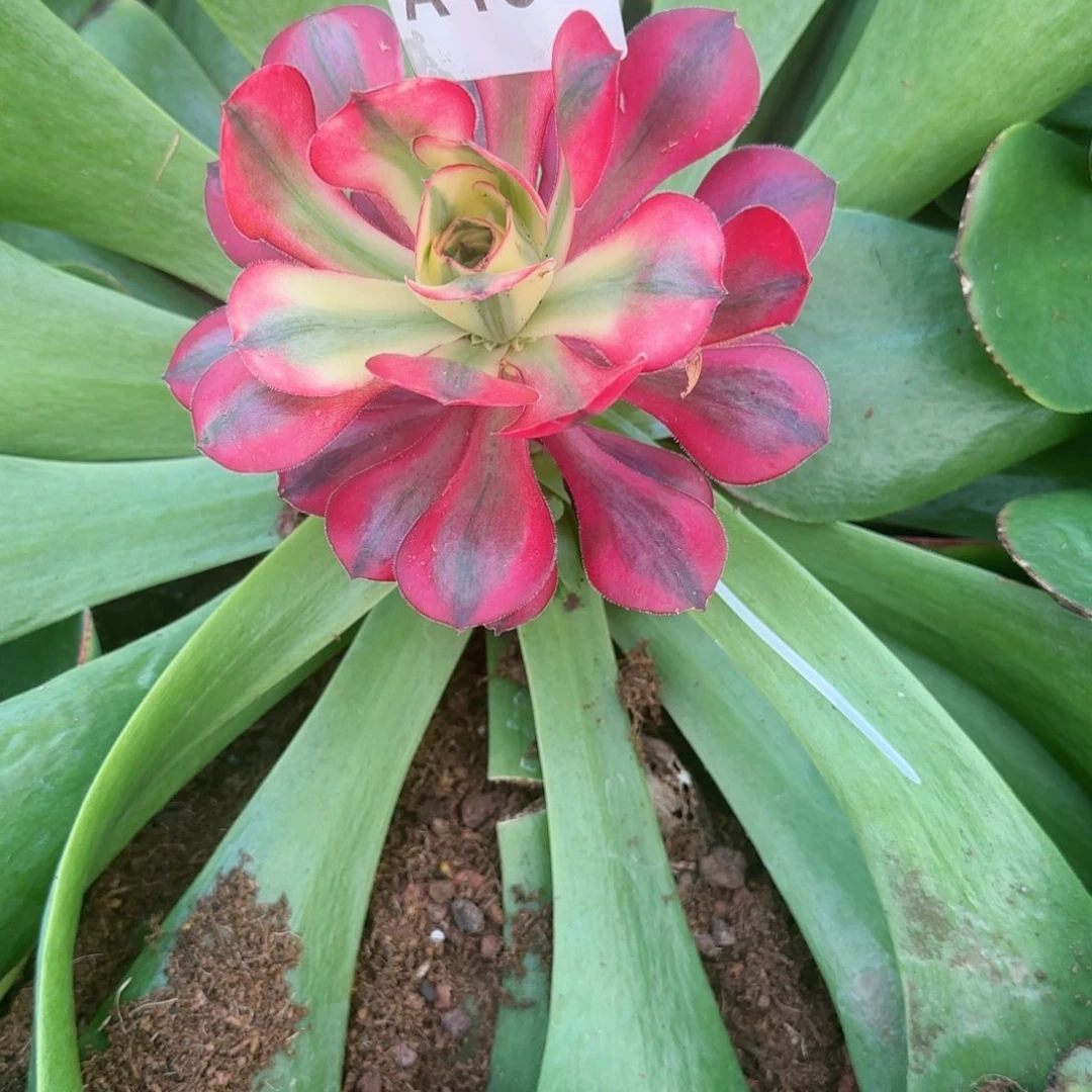 爱丽丝锦春节福利预售秋天发货