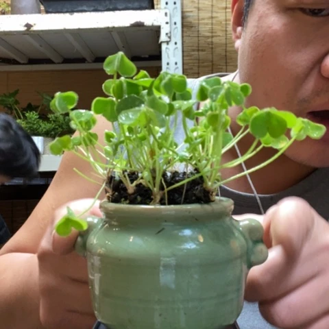 红陶一物一拍所见即所得248