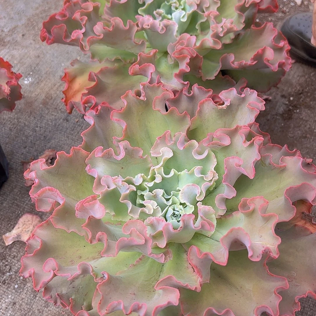 高莎之翁 大包菜