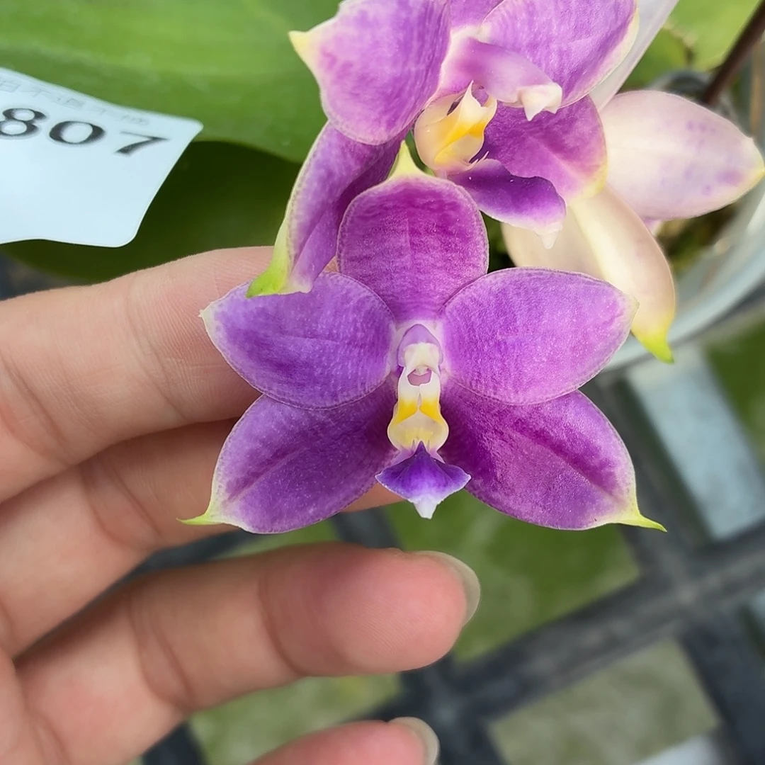 当前无花朵，栽培后可花朵A1807yss1194