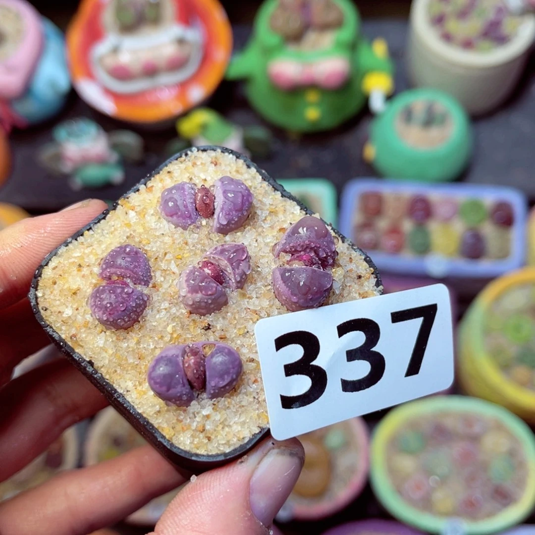 337生石花带盆发