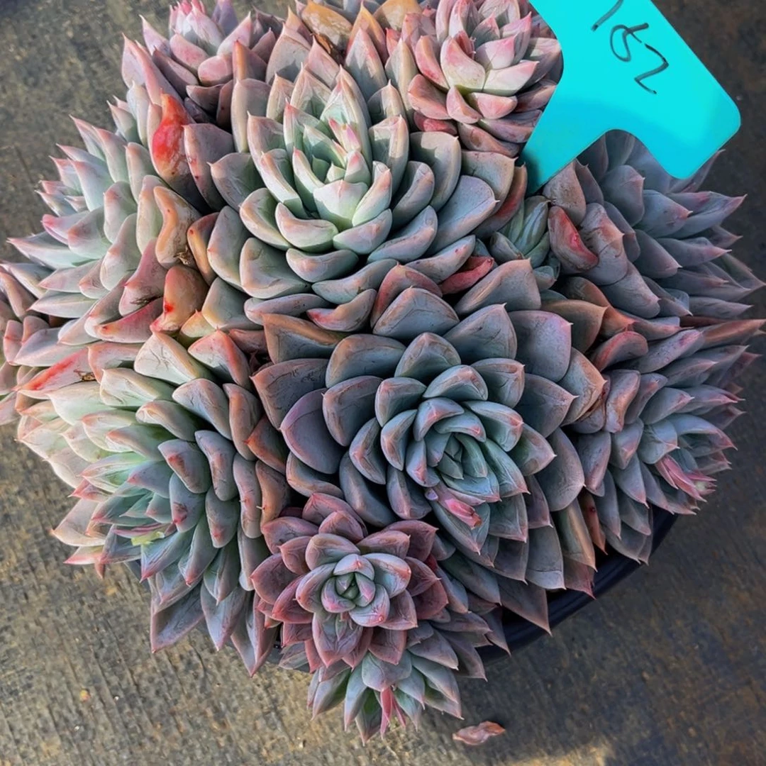 1752号上午多肉植物群生多肉