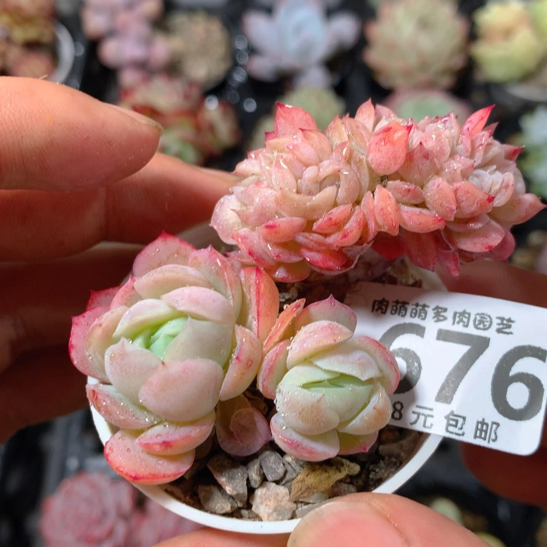 5CM拇指盆精控多肉YT676