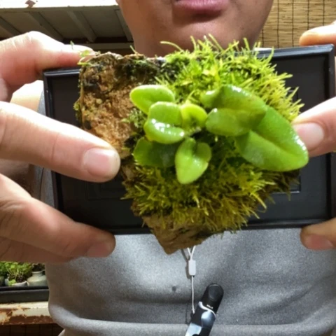 红陶一物一拍所见即所得58
