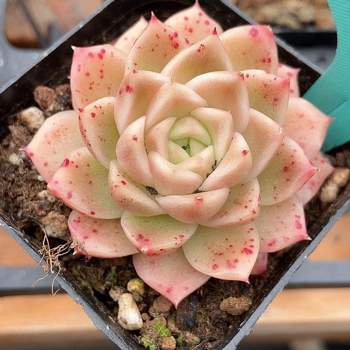 多肉植物1562多肉