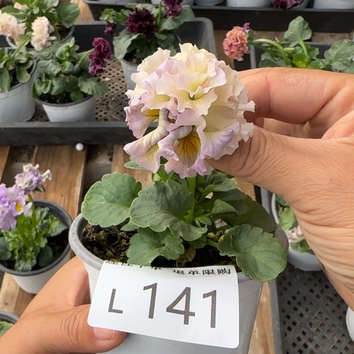 无花朵L141角堇小苗一物一拍苗晃