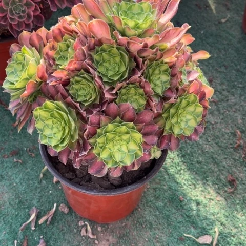 051韶华手捧多肉，