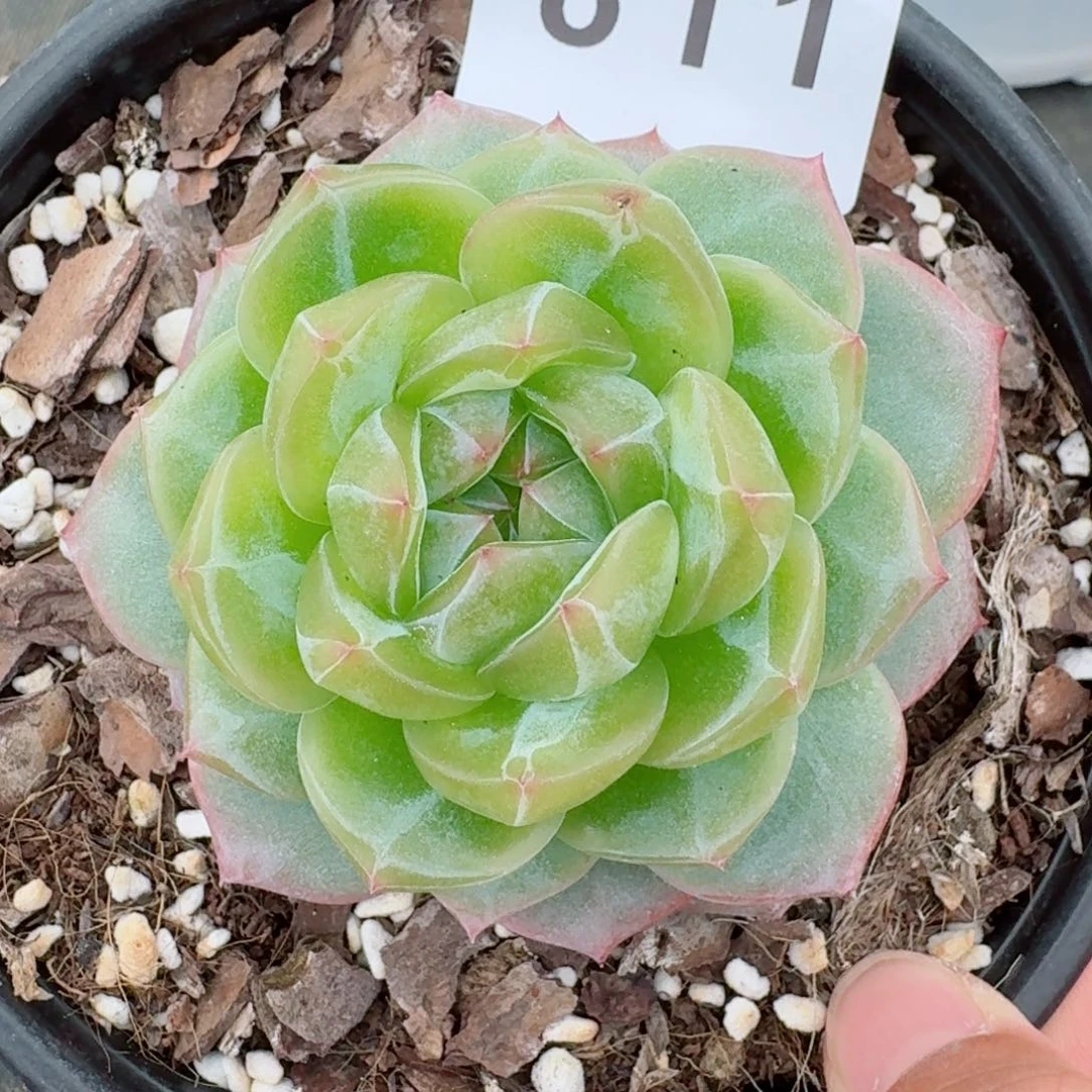 海洋之心            精美多肉植物