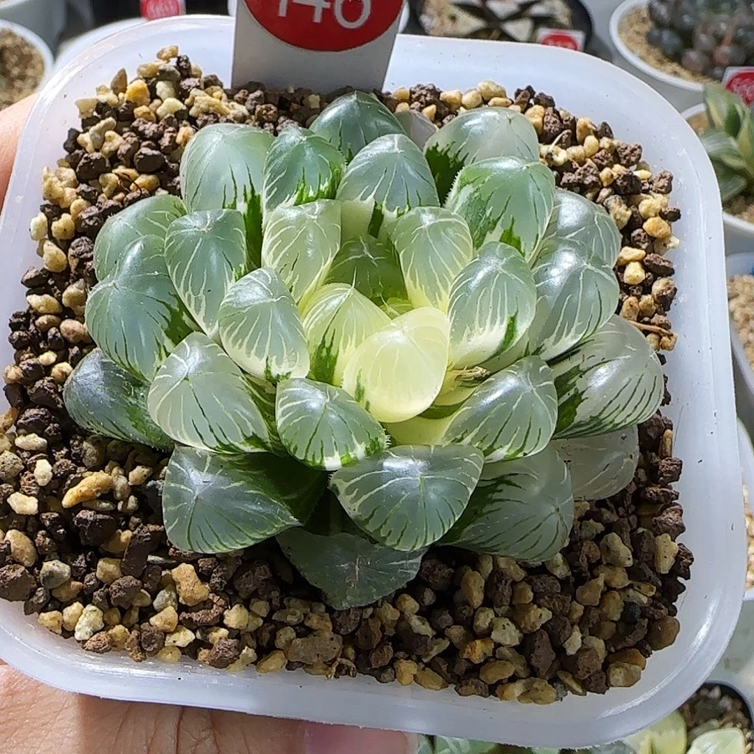 146号碧玺玉露锦6.5左右一物一拍带盆土