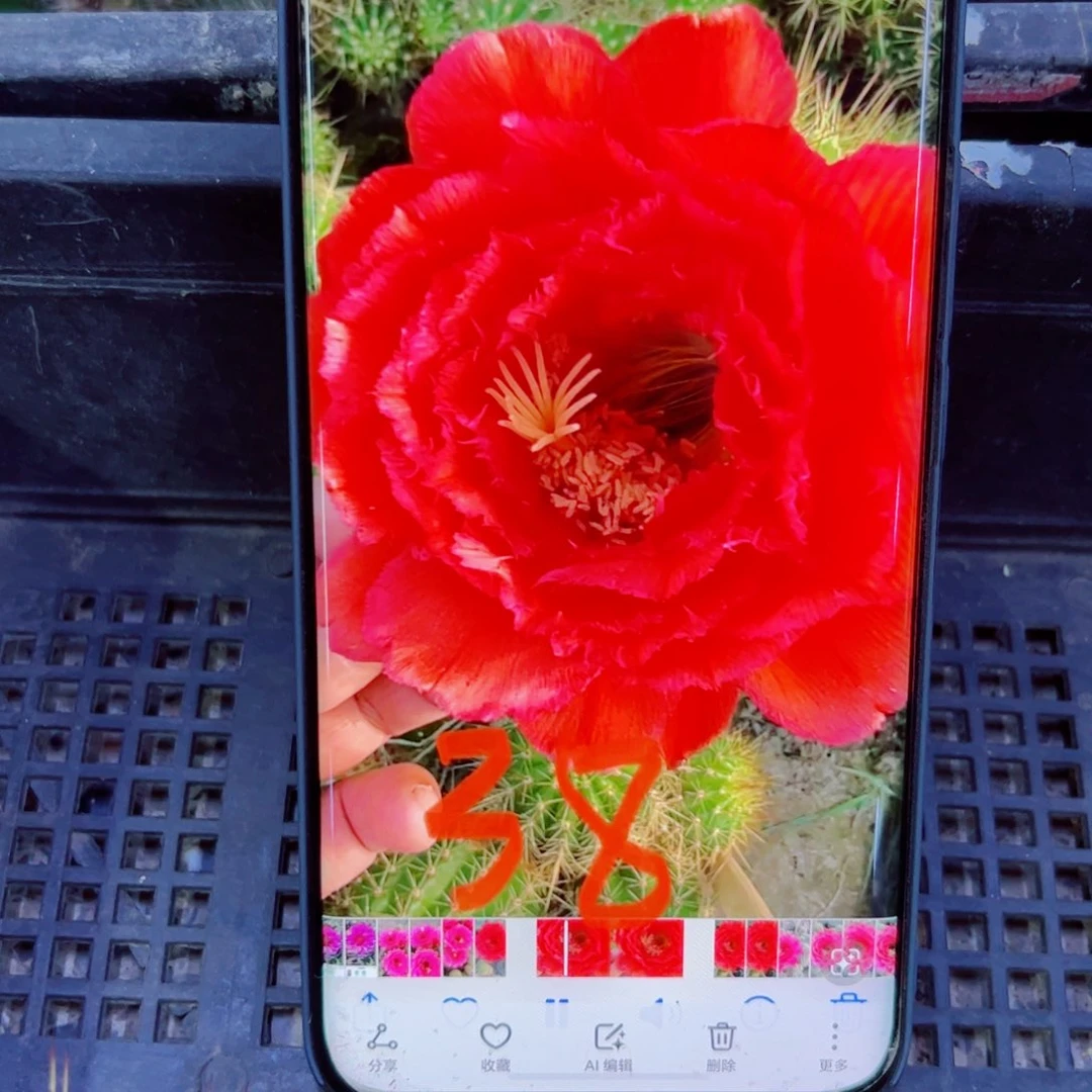 下53毛倾城歪无根侧芽4公分左右20包邮