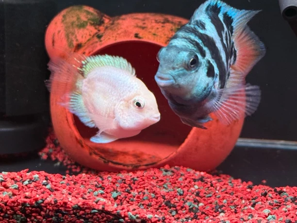 精品种鱼迷你鹦鹉混色