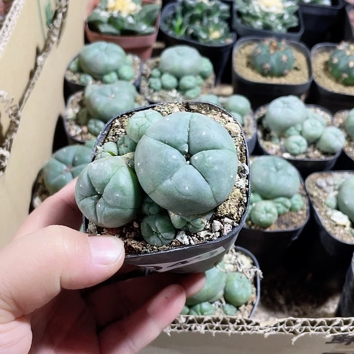 949实生海鲜多头