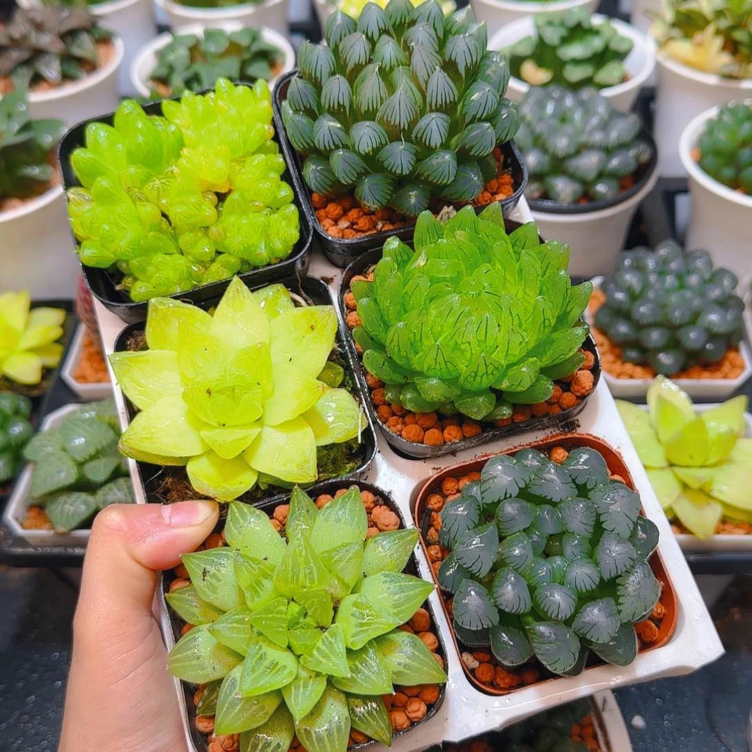 玉露六件套多肉，原盆