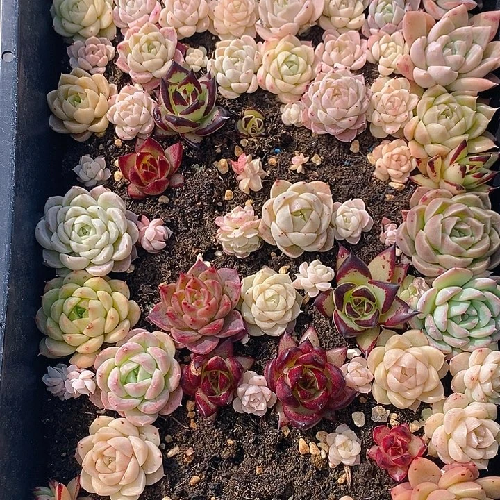 85 多肉植物盆栽花卉植物