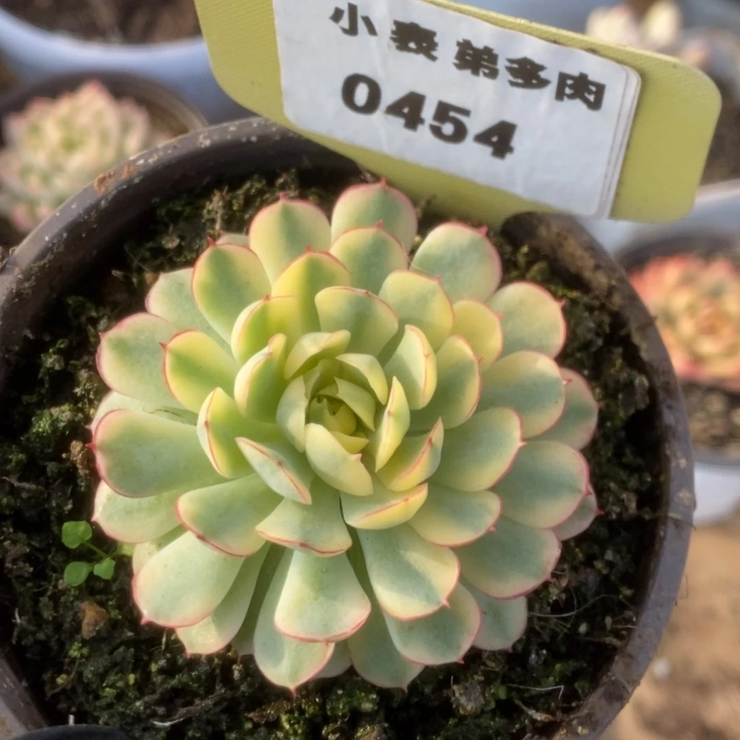 454黄覆轮梦幻玫瑰锦