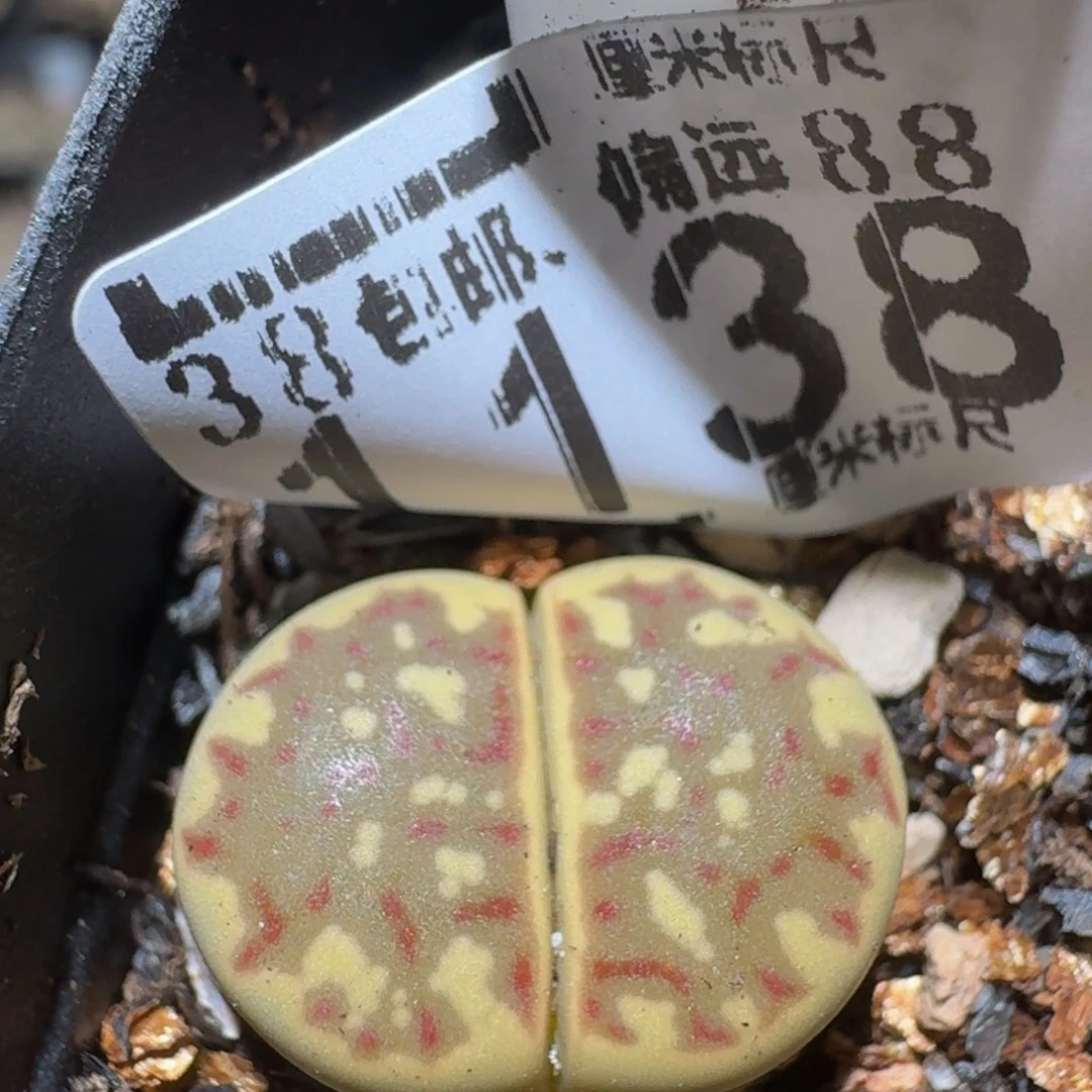 zzzz精品生石花1138
