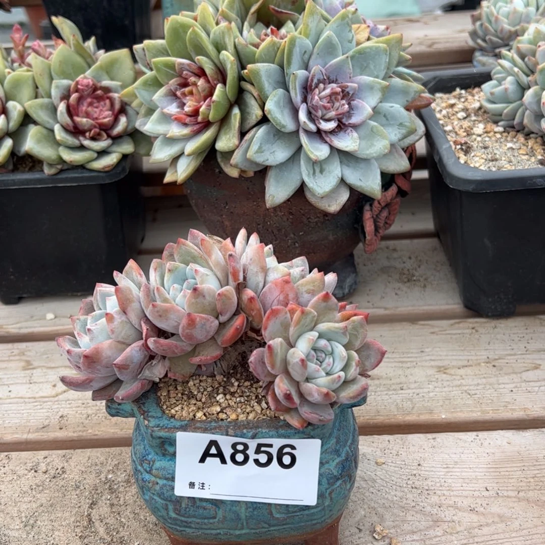 小****4856 多肉多肉多多肉多肉