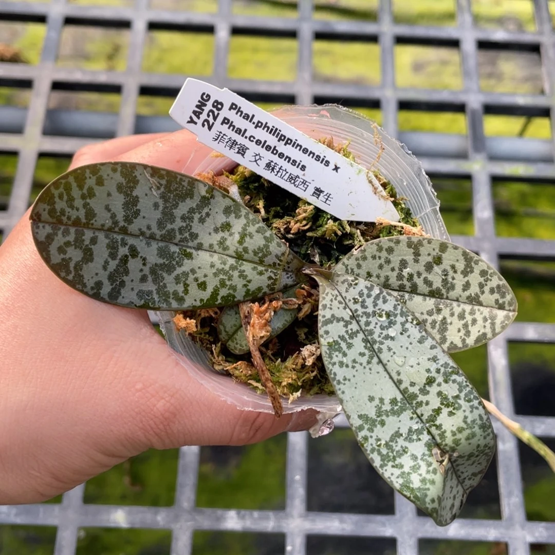 当前无花栽培后可以开花2.5菲律宾交苏拉威西（叶瑕）1.7价漏