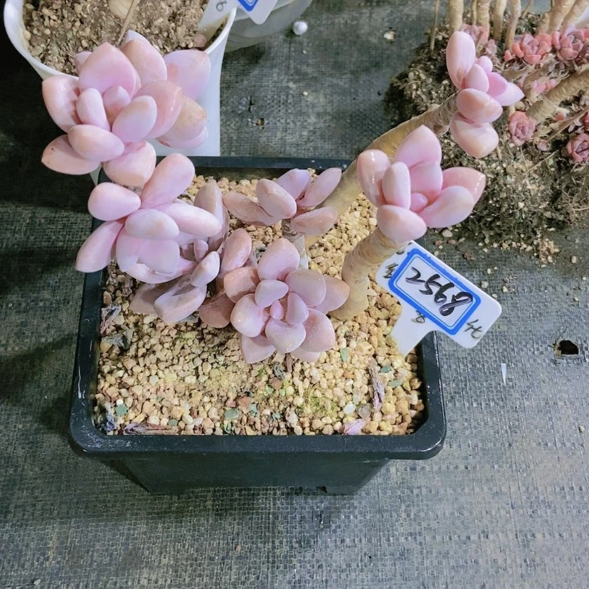 【闪购商品】@**?2568