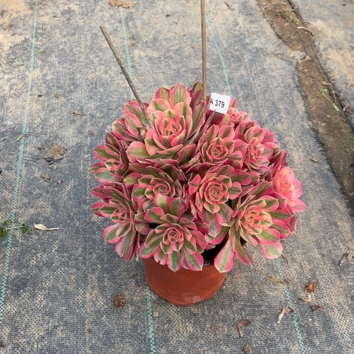 做****阳379粉女巫多肉多肉多肉