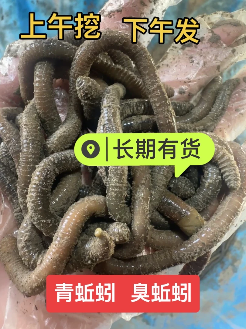 鲜活青蚯蚓黑蚯蚓钓鱼活饵浓腥味黄鳝诱饵户外鱼饵蚯蚓活饵包邮