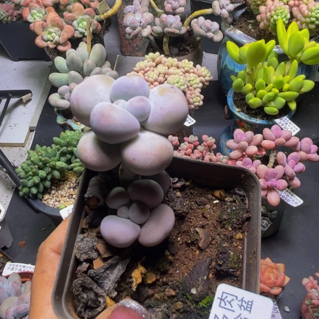 芭比奶酪960/4cm多肉