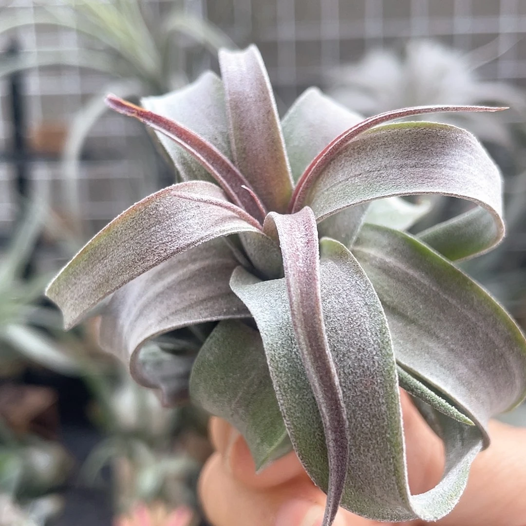 电卷27号空气凤梨