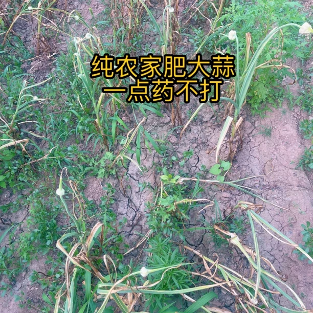 纯农家肥老品种紫皮蒜个小嘎嘎辣一点农药没有