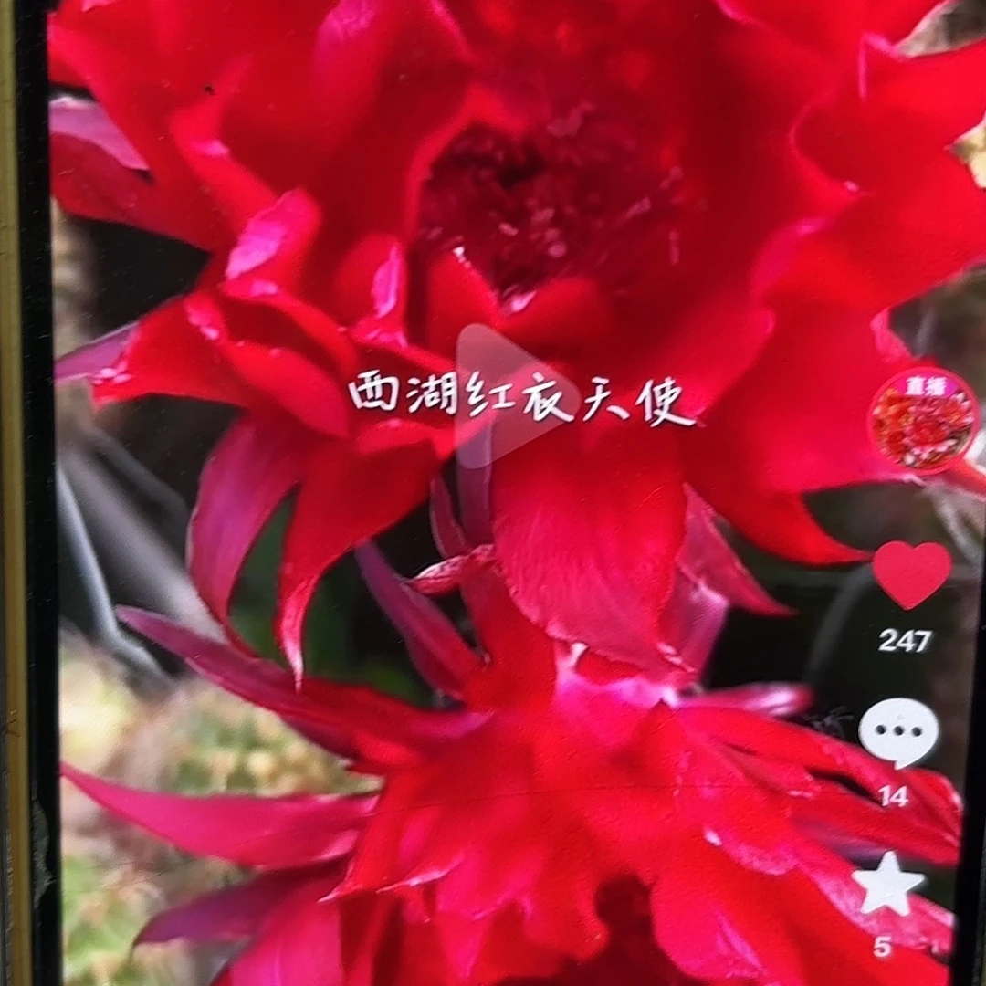 红衣天使彩侧牙20包邮48