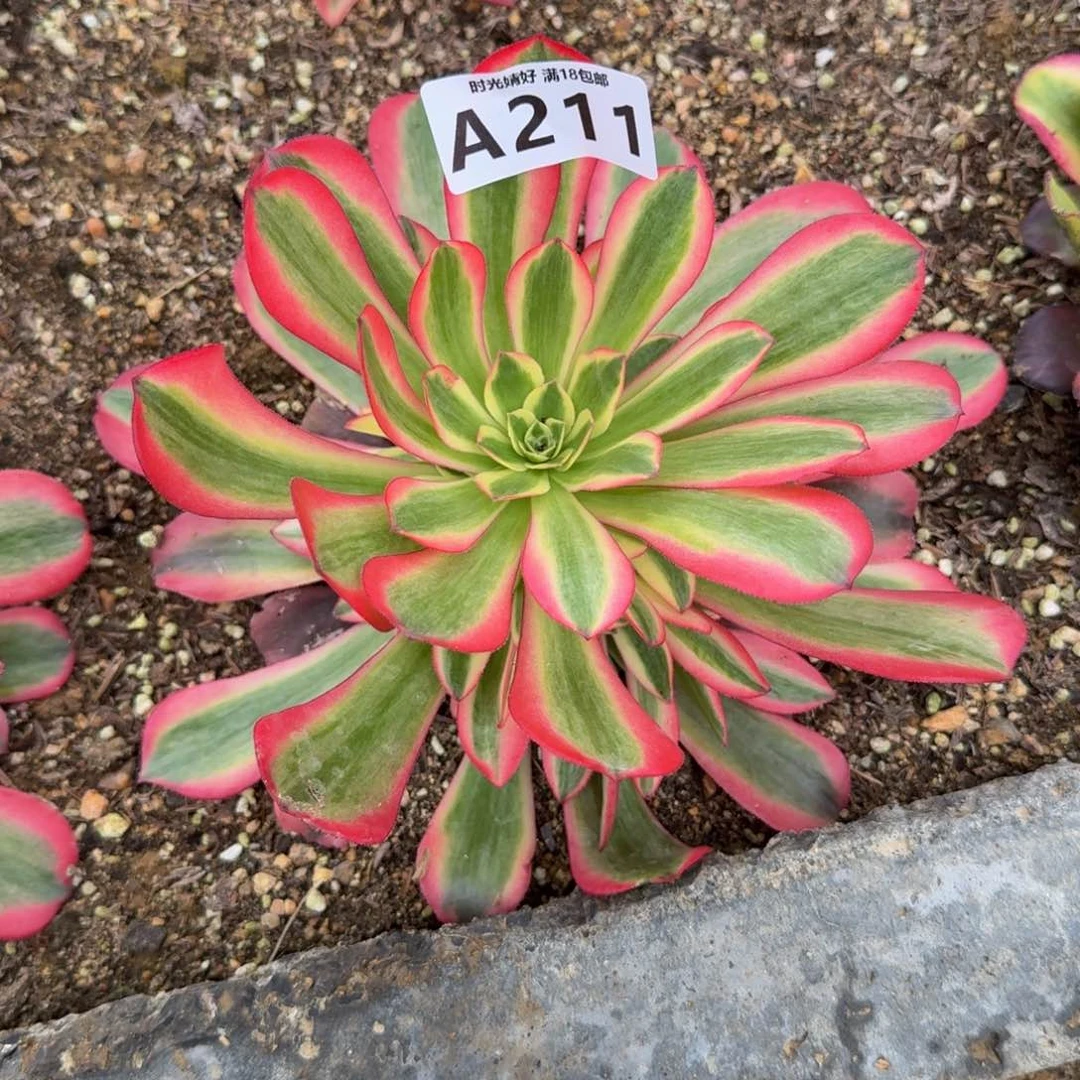 糖*?211桃妖到秋天。多肉植物