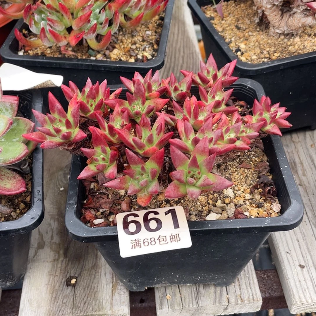 晨溪园艺仙女杯呀