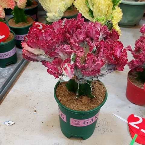 一物一拍特红麒麟有小根点