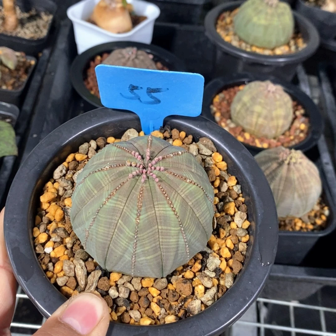 欧系布纹球多肉植物