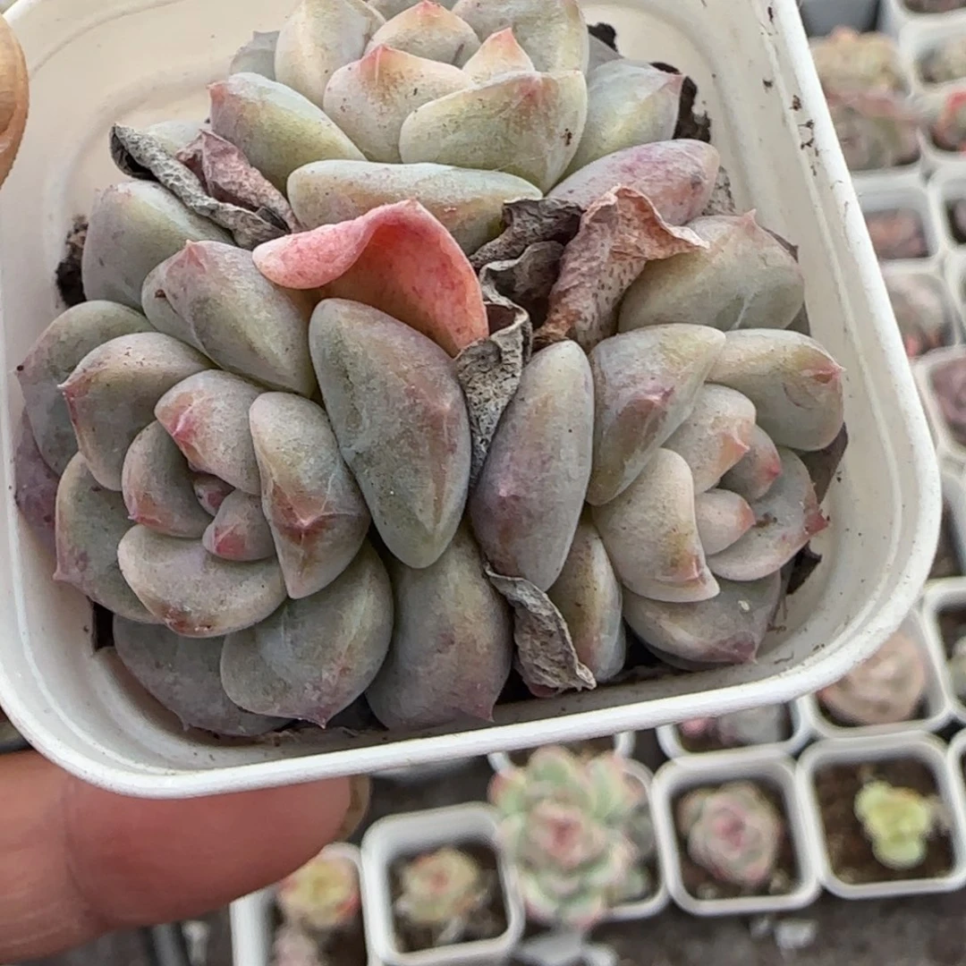 小卡拉米糖心一物一拍