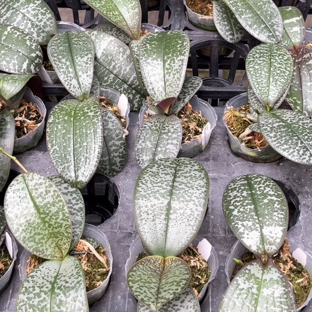 无花朵2.5寸pj35抽梗苗