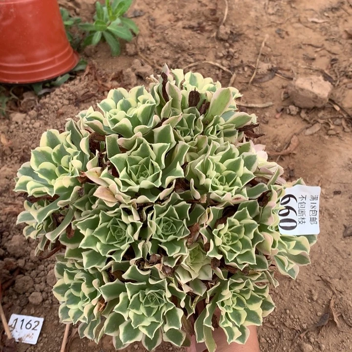 660白凤绣球4号棚