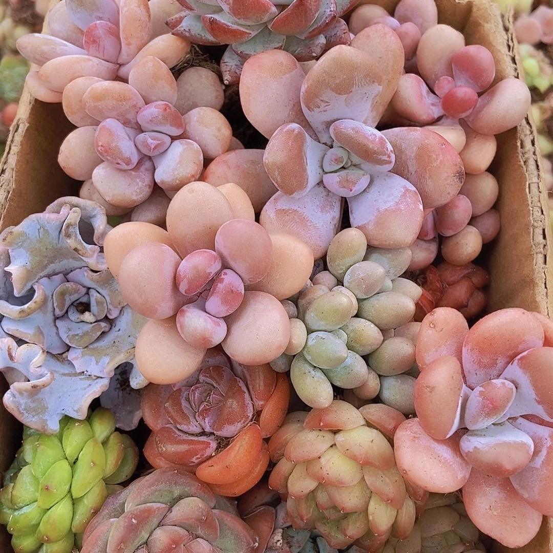 0000000001量拍保底20可